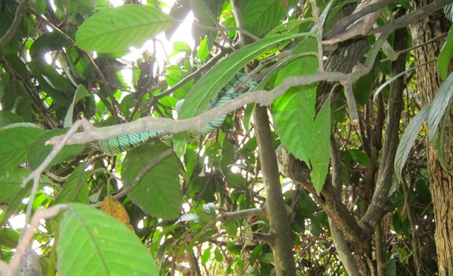 Borneo green viper