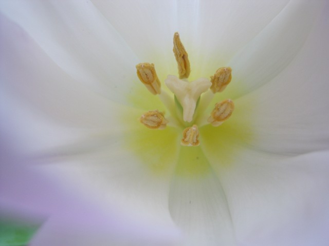 Tulip cr Judy Darley
