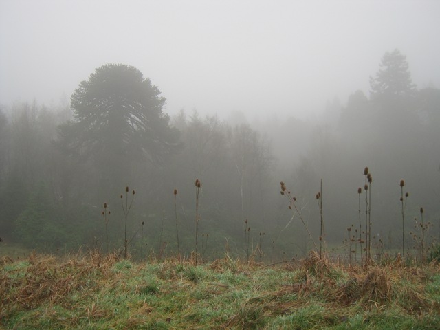 Trees and fog