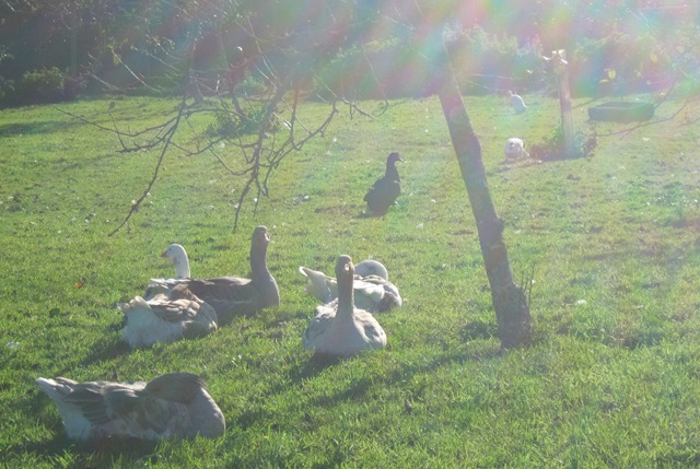 Lost Garden of Heligan geese cr Judy Darley