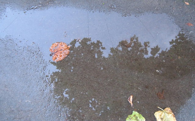 Puddle cr Judy Darley Puddle cr Judy Darley