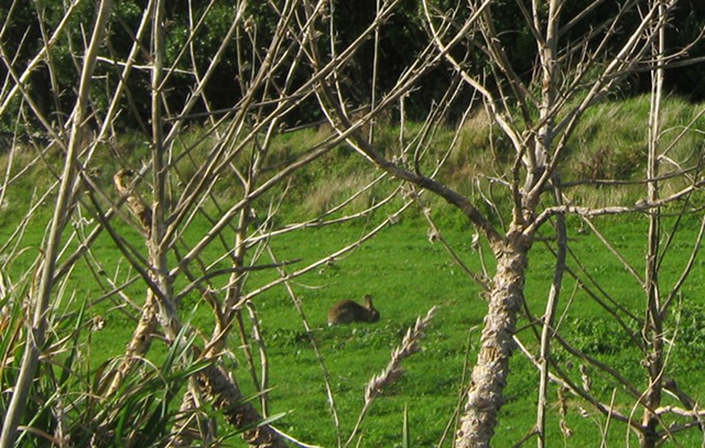 Cornish rabbits cr Judy Darley