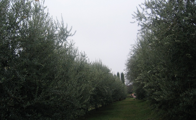 Azienda Agricola Tenuta degli Angeli olive trees cr Judy Darley