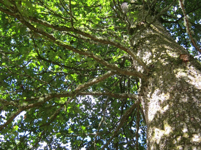 Westonburt Arboretum cr Judy Darley