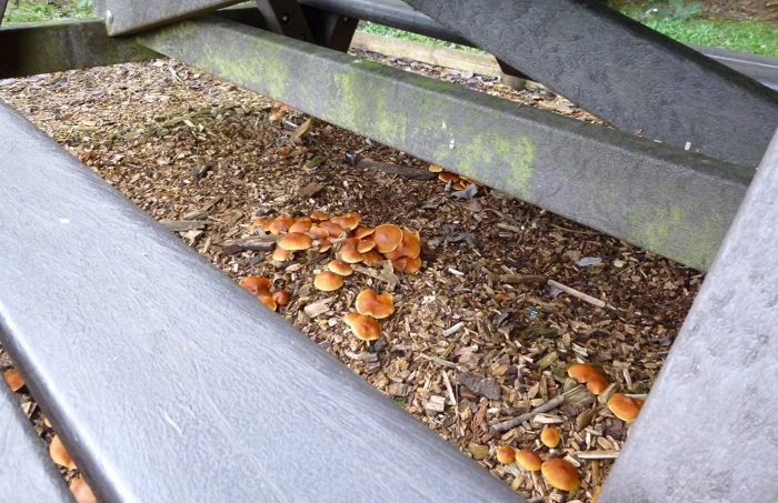 Picnic bench mushrooms1 cr Judy Darley