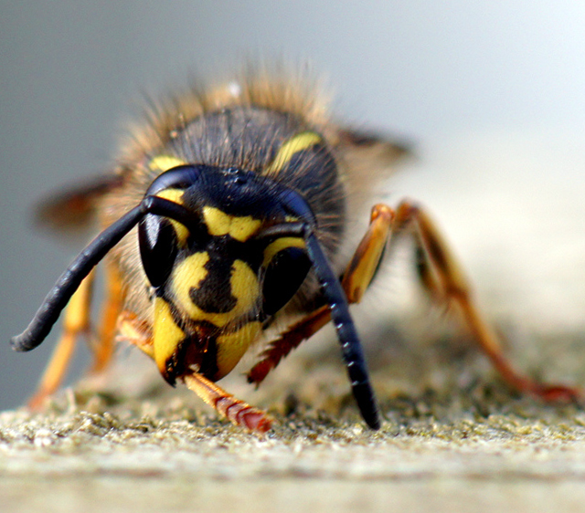 Wasp cr Tom Vooght