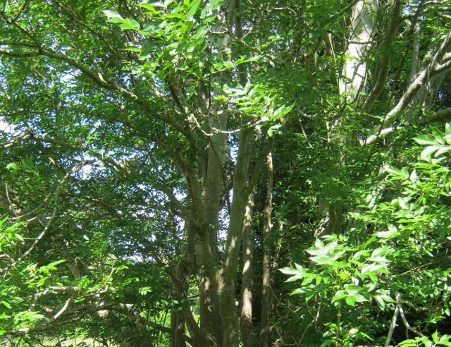 Arnos Vale trees cr Judy Darley