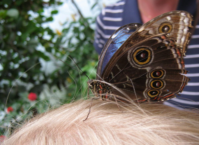 Laura butterfly, Bristol Zoo
