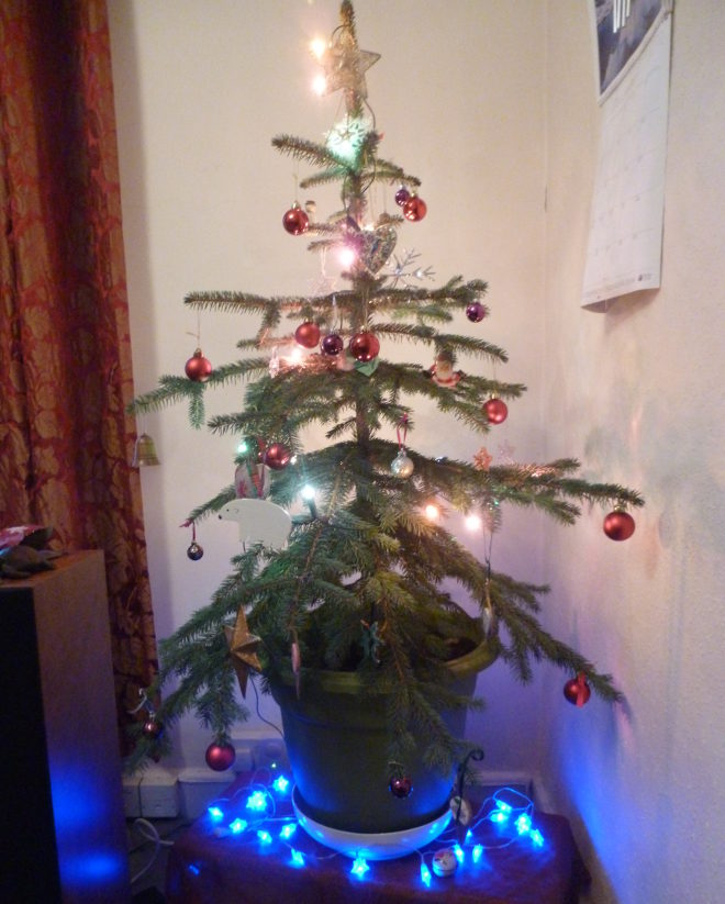 Little Christmas tree_yr 4_2016 cr Judy Darley