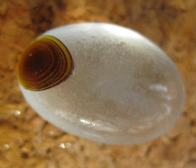 Sea glass found at at Seaham Beach