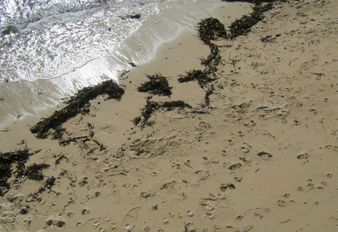 Cornish shore cr Judy Darley