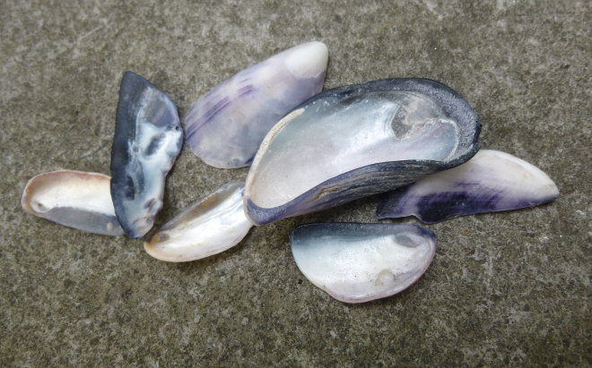 Mussel shells cr Judy Darley