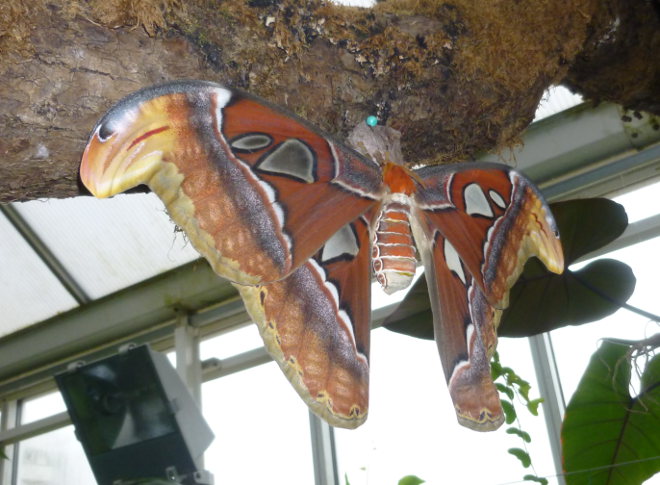 Atlas Moth at National Botanic Garden of Wales cr Judy Darley