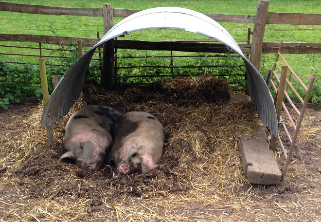 Windmill Hill City Farm pigs cr Judy Darley