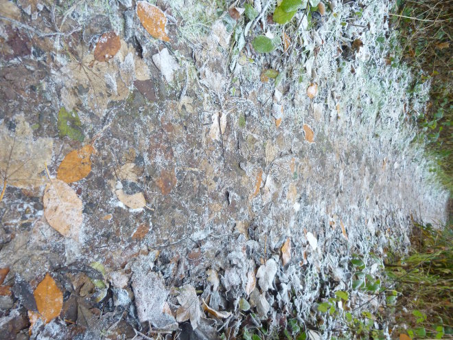 Arnos Vale leafy path by Judy Darley