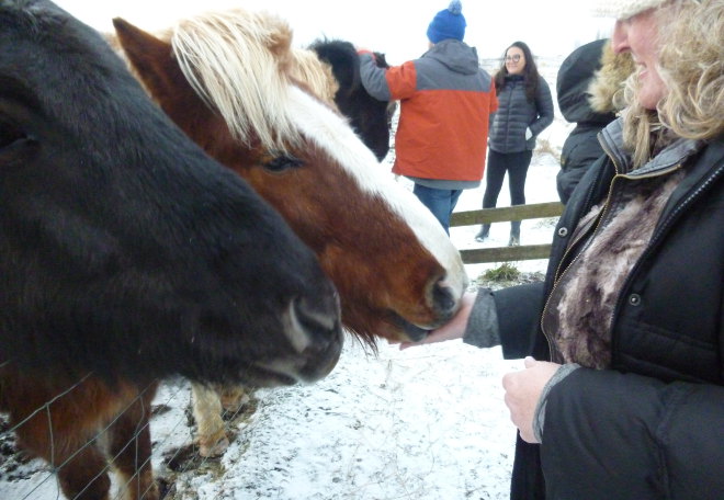 Icelandic horses photo by Judy Darley