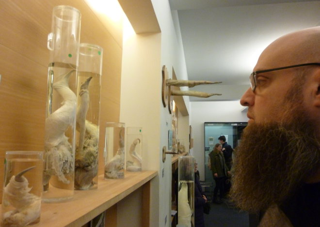 The Icelandic Phallological Museum photo by Judy Darley