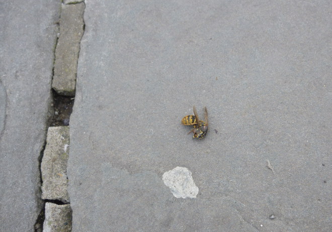 Deceased March wasp photo by Judy Darley