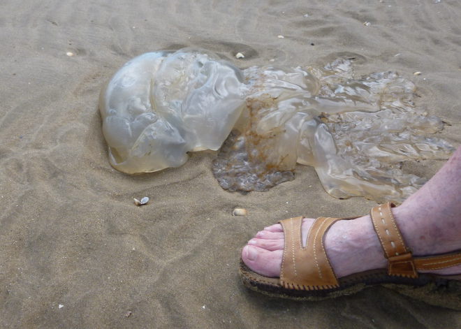 Llansteffan barrel jellyfish, Mum's foot by Judy Darley
