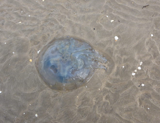 Llansteffan barrel jellyfish by Judy Darley