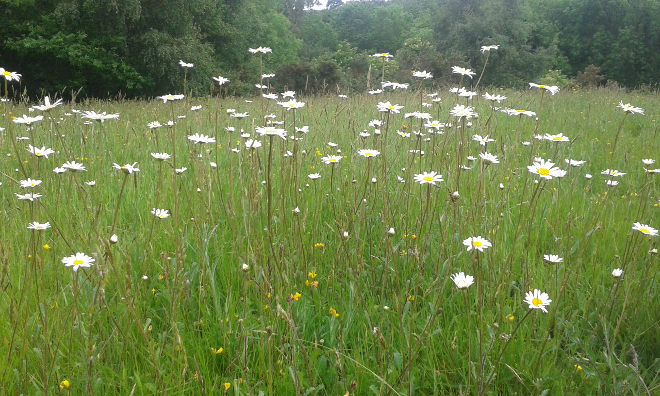 Daisies cr Virginia Bergin