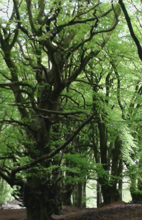 Forest cr Virginia Bergin