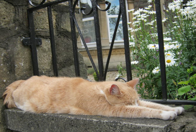 Cat dreaming cr Judy Darley