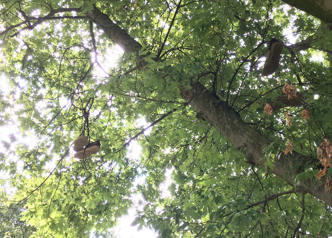 Shoes in tree cr Judy Darley