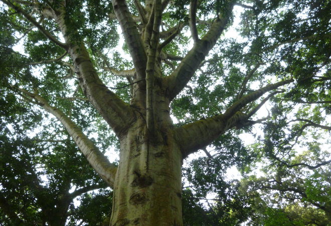 Jardim Botanico Jose do Canto tree cr Judy Darley