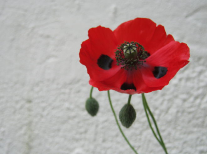 Red poppy by Judy Darley