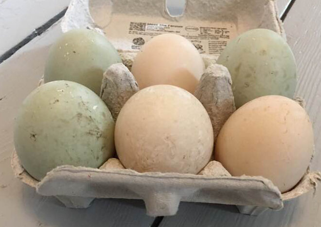 Duck eggs cr Judy Darley