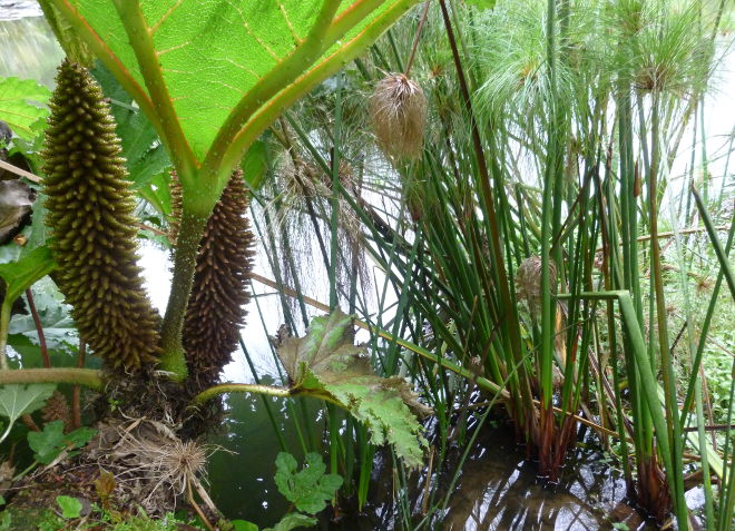 Terra Nostra Tropical plants cr Judy Darley