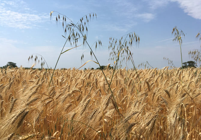 Reap and sow cr Judy Darley