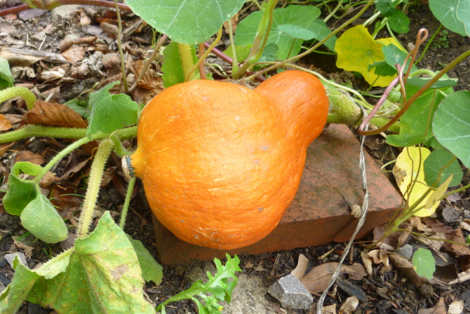 Autumn gourd by Judy Darley