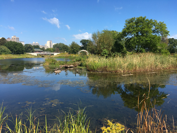 Lincoln Park Nature Boardwalk. Photo by Judy Darley