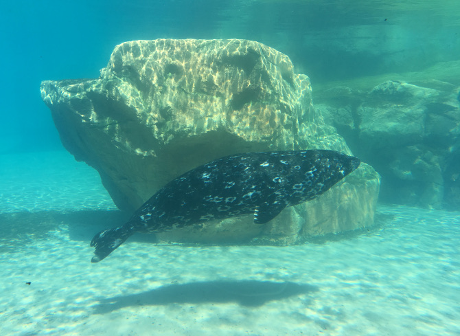 Lincoln Park Zoo Harbour Seal. Photo by Judy Darley