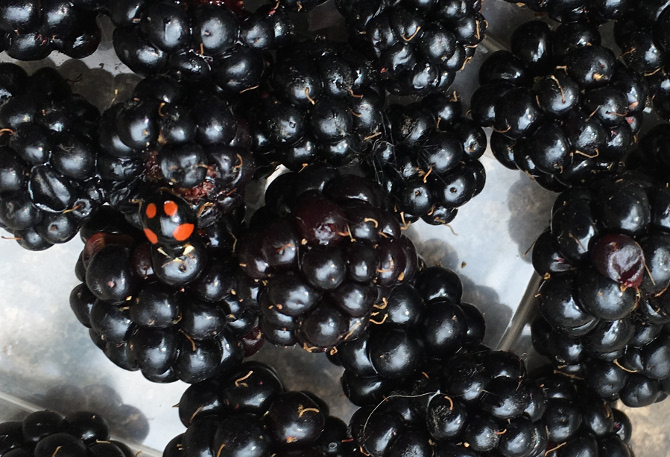 Blackberry Ladybird by Judy Darley