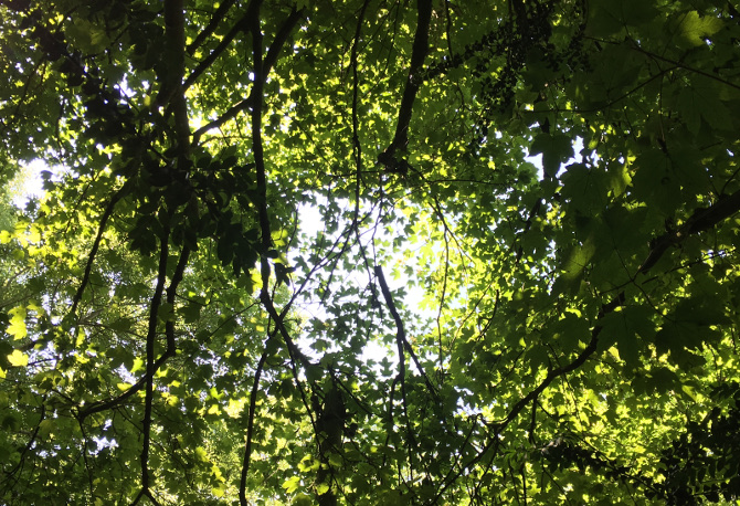 Arnos Vale light in the canopy. Photo by Judy Darley