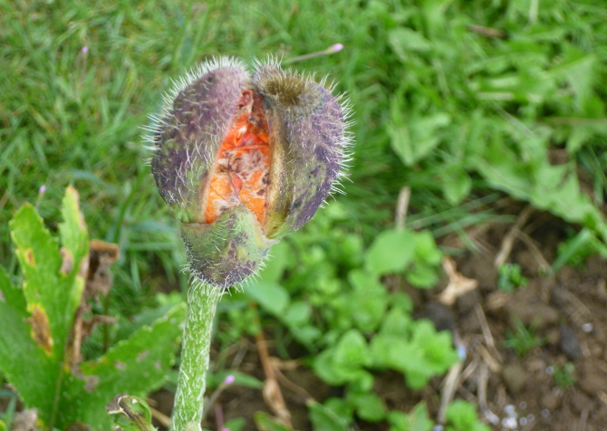 Bud. Photo by Judy Darley