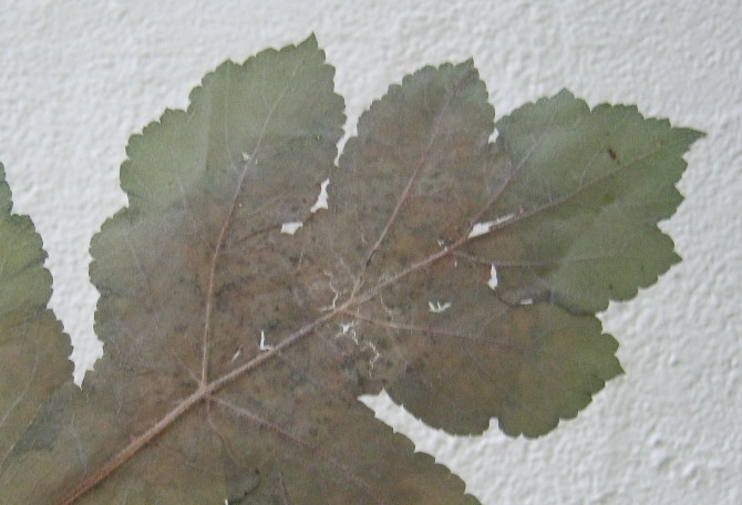 Pressed leaf1 by Judy Darley