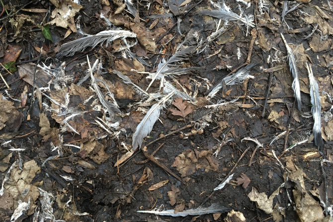 Feathers in Arnos Vale_Photo by Judy Darley