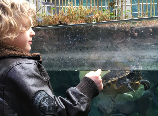 Boy meets turtle_Photo by Judy Darley