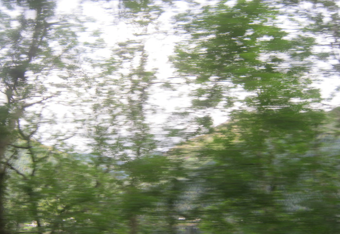 Blurry trees_Glasgow to Oban_by Judy Darley