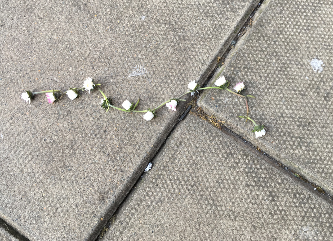 Daisy chain. Photo by Judy Darley