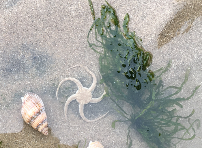 Pendine Sands, brittle star. Photo by Judy Darley