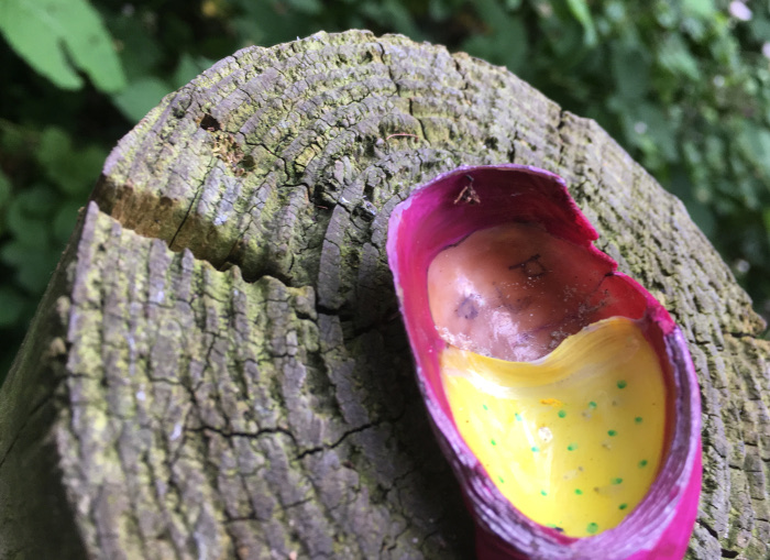 Slipper limpet baby. Photo by Judy Darley