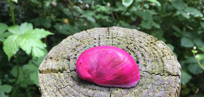 Slipper limpet. Photo Judy Darley