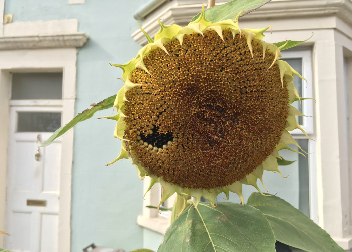 Sunflower by Judy Darley