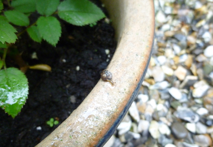 Tiny snail cr Judy Darley