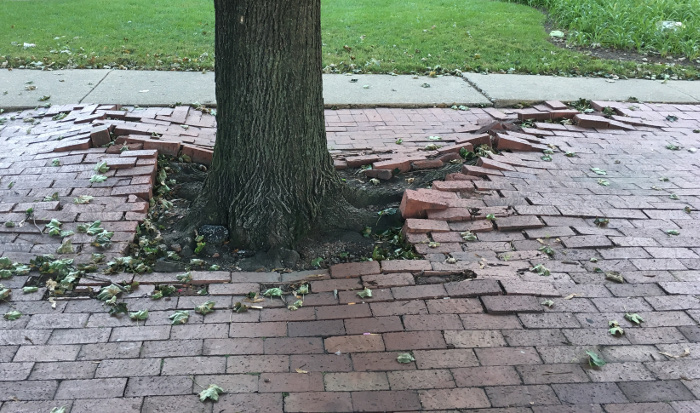 Tree roots by Judy Darley